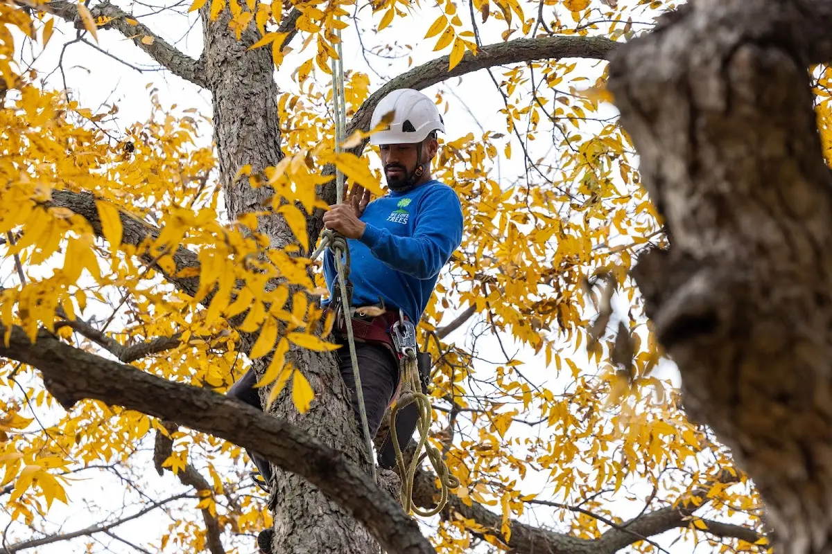 Skilled Tree Planing crew working in Bluffton